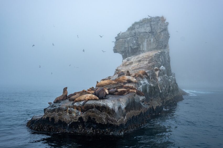 seals, mist, island